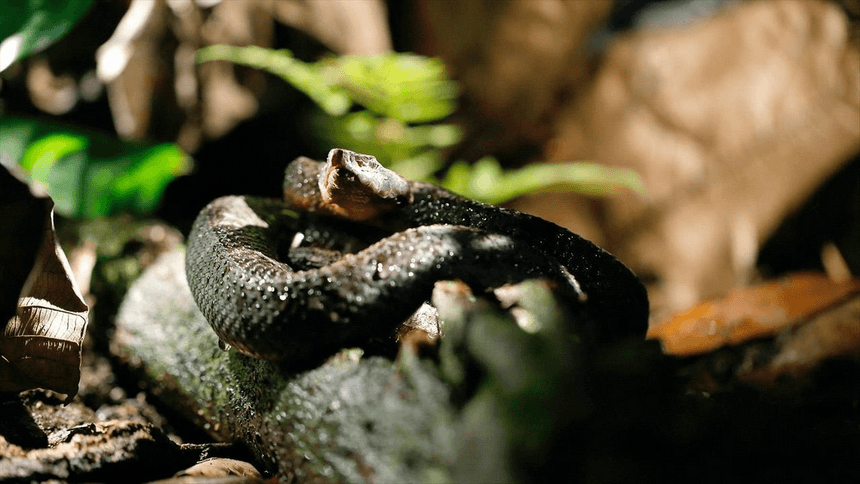 La Colombie Sauvage (Vidéo)