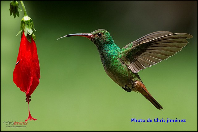 Les 5 meilleurs sites d’observation d’oiseaux en Colombie.