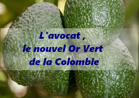 L’avocat, le nouvel “Or Vert”.