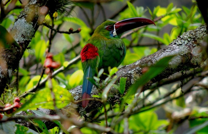 Parc National de Otún Quimbaya